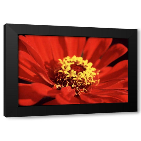 Red Zinnia I Black Modern Wood Framed Art Print with Double Matting by Stefko, Bob