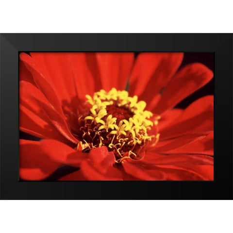 Red Zinnia I Black Modern Wood Framed Art Print by Stefko, Bob