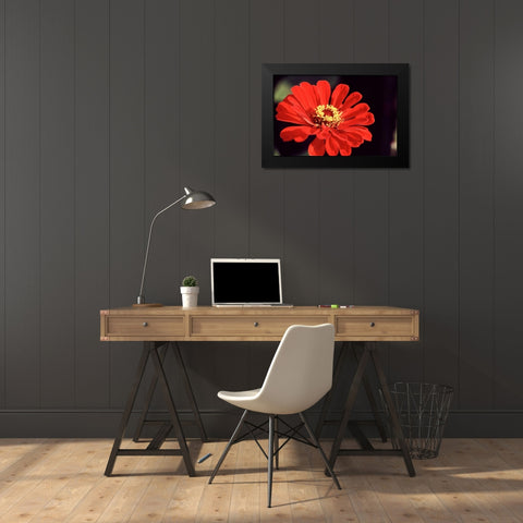 Red Zinnia II Black Modern Wood Framed Art Print by Stefko, Bob