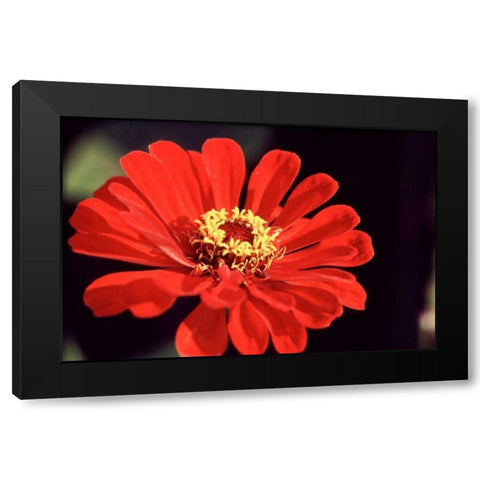 Red Zinnia II Black Modern Wood Framed Art Print by Stefko, Bob