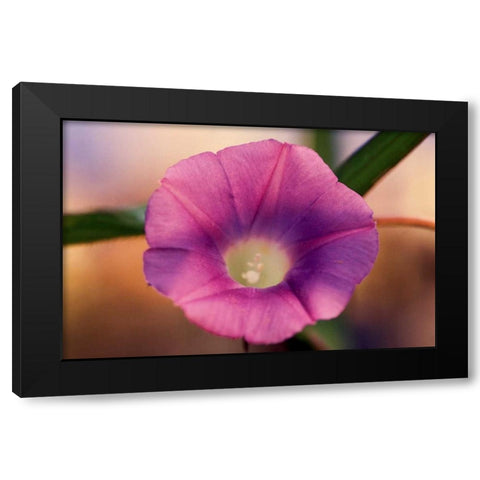 Morning Glory I Black Modern Wood Framed Art Print with Double Matting by Stefko, Bob
