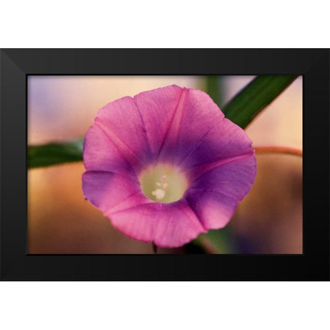 Morning Glory I Black Modern Wood Framed Art Print by Stefko, Bob