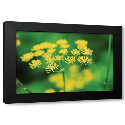 Blooming Dill Black Modern Wood Framed Art Print with Double Matting by Stefko, Bob
