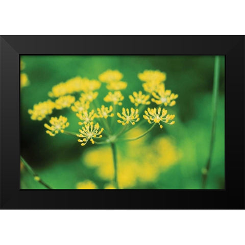 Blooming Dill Black Modern Wood Framed Art Print by Stefko, Bob