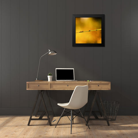 Simple Organics II Black Modern Wood Framed Art Print by Stefko, Bob