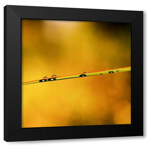 Simple Organics II Black Modern Wood Framed Art Print by Stefko, Bob