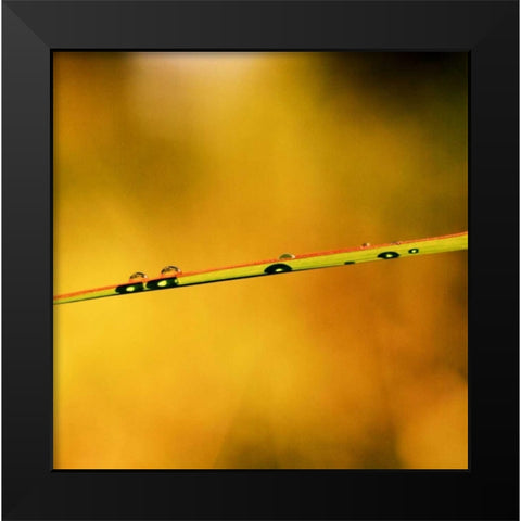 Simple Organics II Black Modern Wood Framed Art Print by Stefko, Bob