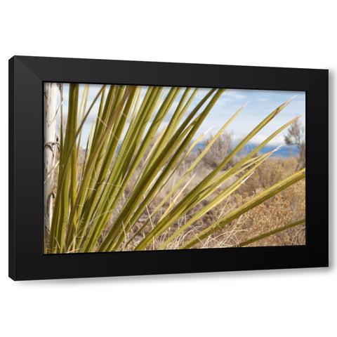Century Plant II Black Modern Wood Framed Art Print with Double Matting by Styber, Dana