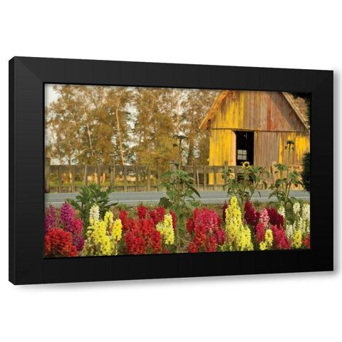 Snapdragons Barn II Black Modern Wood Framed Art Print with Double Matting by Styber, Dana