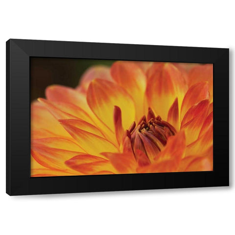 Orange Flame Black Modern Wood Framed Art Print with Double Matting by Styber, Dana