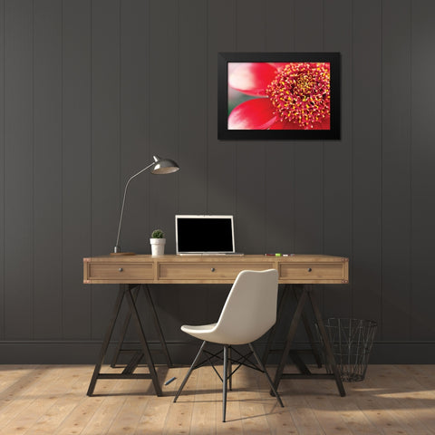 Starburst I Black Modern Wood Framed Art Print by Styber, Dana