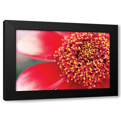 Starburst I Black Modern Wood Framed Art Print with Double Matting by Styber, Dana