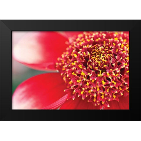 Starburst I Black Modern Wood Framed Art Print by Styber, Dana