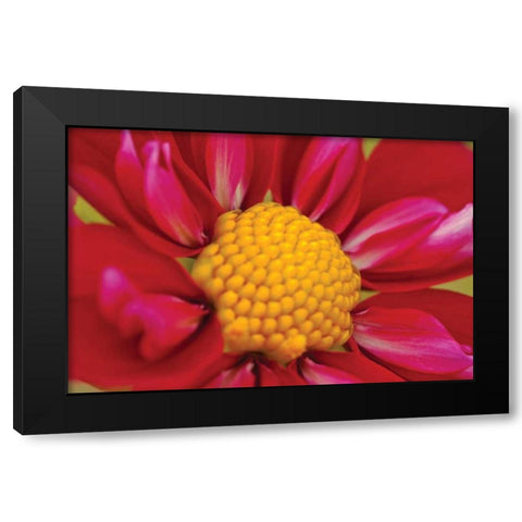 Starburst II Black Modern Wood Framed Art Print with Double Matting by Styber, Dana
