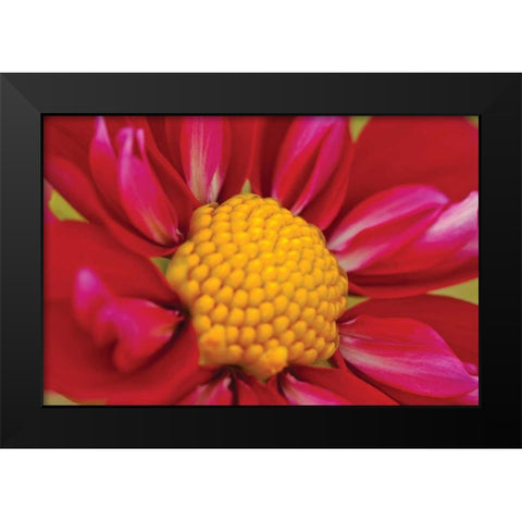 Starburst II Black Modern Wood Framed Art Print by Styber, Dana