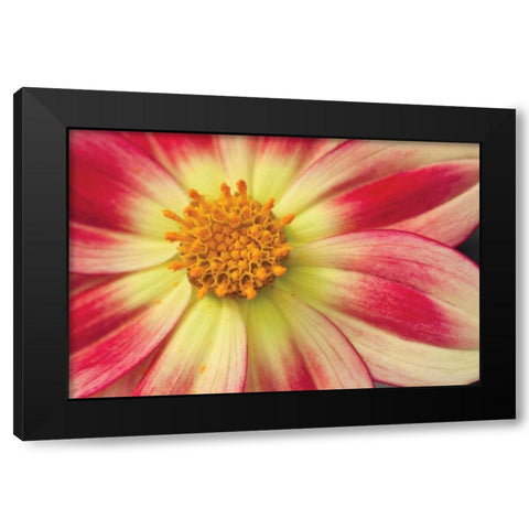 Starburst III Black Modern Wood Framed Art Print with Double Matting by Styber, Dana