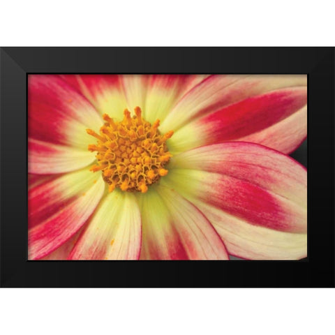 Starburst III Black Modern Wood Framed Art Print by Styber, Dana