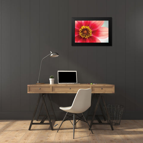 Starburst IV Black Modern Wood Framed Art Print by Styber, Dana