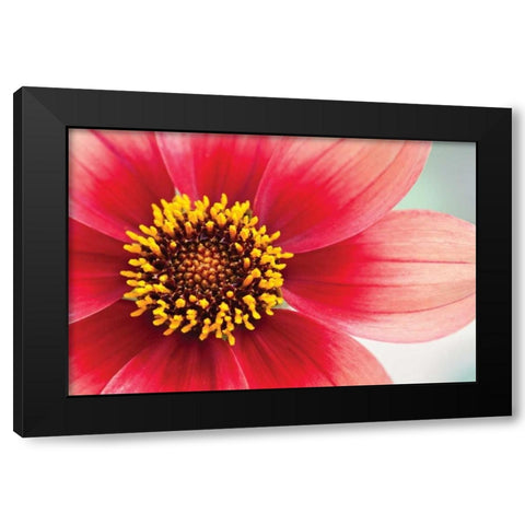 Starburst IV Black Modern Wood Framed Art Print with Double Matting by Styber, Dana