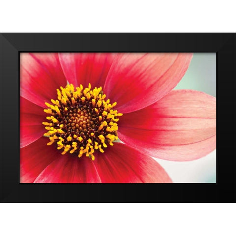 Starburst IV Black Modern Wood Framed Art Print by Styber, Dana