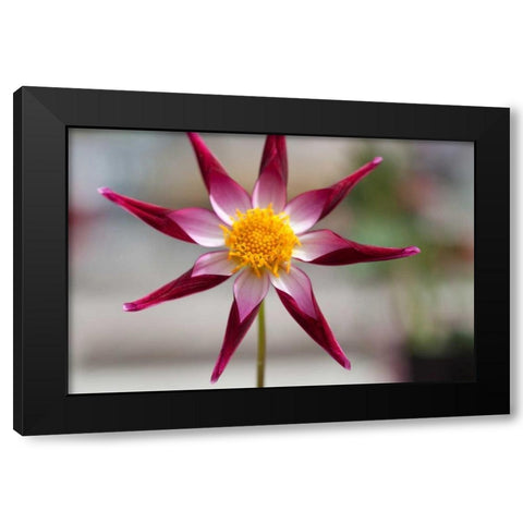 Stardust II Black Modern Wood Framed Art Print with Double Matting by Styber, Dana