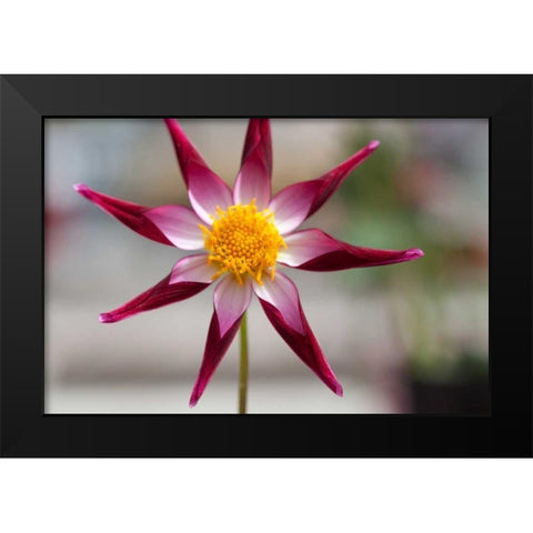 Stardust II Black Modern Wood Framed Art Print by Styber, Dana