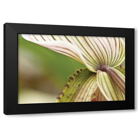 Green Mist Black Modern Wood Framed Art Print with Double Matting by Styber, Dana