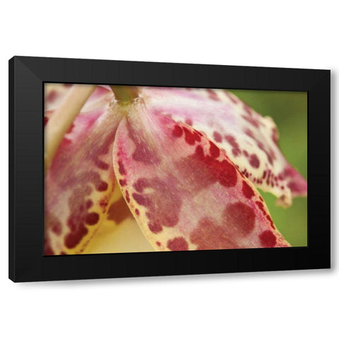 Pink Mist Black Modern Wood Framed Art Print with Double Matting by Styber, Dana