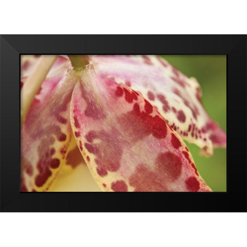 Pink Mist Black Modern Wood Framed Art Print by Styber, Dana