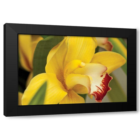Lemon Orchid I Black Modern Wood Framed Art Print with Double Matting by Styber, Dana