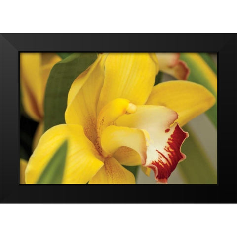 Lemon Orchid I Black Modern Wood Framed Art Print by Styber, Dana
