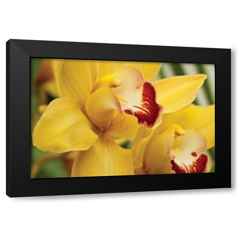Lemon Orchid II Black Modern Wood Framed Art Print with Double Matting by Styber, Dana