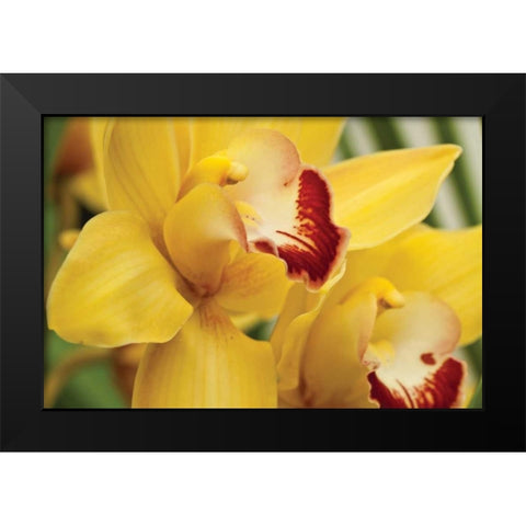 Lemon Orchid II Black Modern Wood Framed Art Print by Styber, Dana