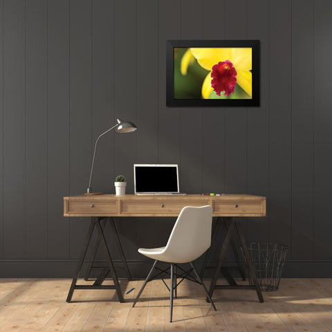 Pink Velvet Black Modern Wood Framed Art Print by Styber, Dana