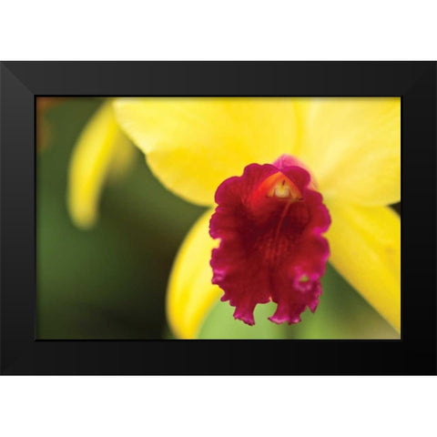 Pink Velvet Black Modern Wood Framed Art Print by Styber, Dana