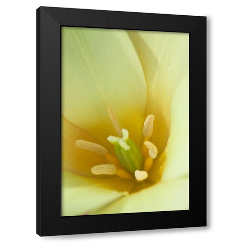 Yellow Burst I Black Modern Wood Framed Art Print with Double Matting by Styber, Dana