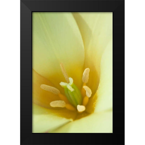 Yellow Burst I Black Modern Wood Framed Art Print by Styber, Dana