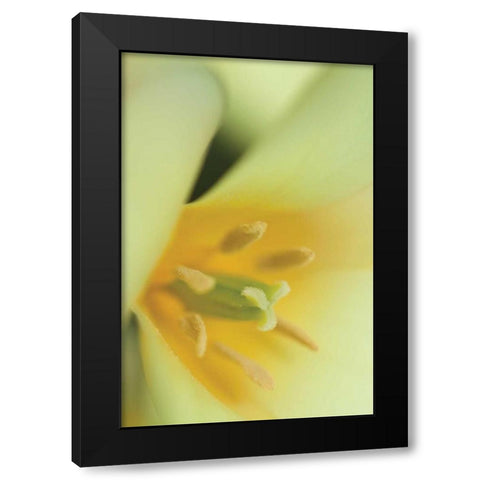 Yellow Burst II Black Modern Wood Framed Art Print with Double Matting by Styber, Dana