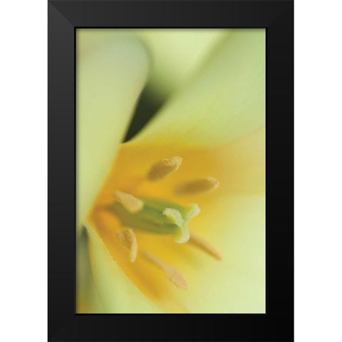 Yellow Burst II Black Modern Wood Framed Art Print by Styber, Dana