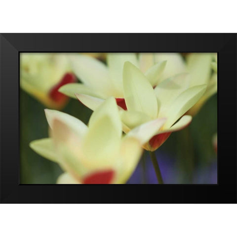 Yellow Cream I Black Modern Wood Framed Art Print by Styber, Dana