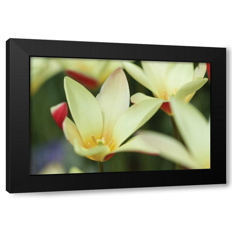 Yellow Cream II Black Modern Wood Framed Art Print with Double Matting by Styber, Dana