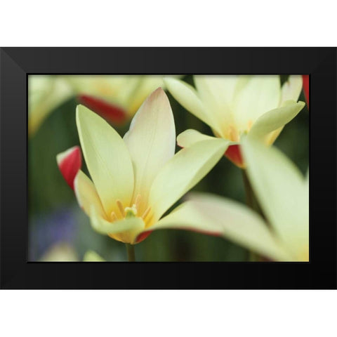 Yellow Cream II Black Modern Wood Framed Art Print by Styber, Dana