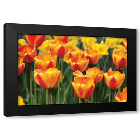 Tulip March I Black Modern Wood Framed Art Print with Double Matting by Styber, Dana