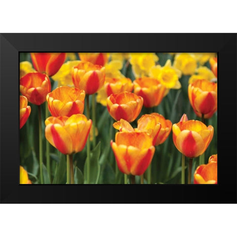 Tulip March I Black Modern Wood Framed Art Print by Styber, Dana