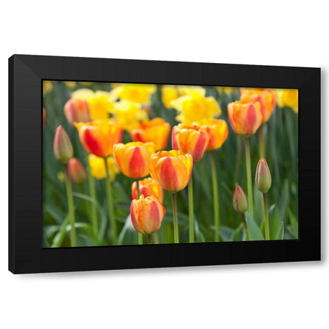 Tulip March II Black Modern Wood Framed Art Print with Double Matting by Styber, Dana