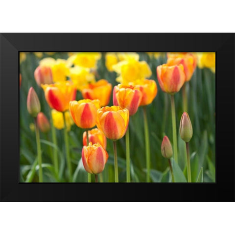 Tulip March II Black Modern Wood Framed Art Print by Styber, Dana