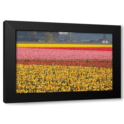 Reds Pinksand Yellows Black Modern Wood Framed Art Print with Double Matting by Styber, Dana