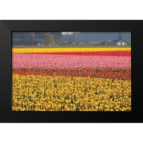 Reds Pinksand Yellows Black Modern Wood Framed Art Print by Styber, Dana