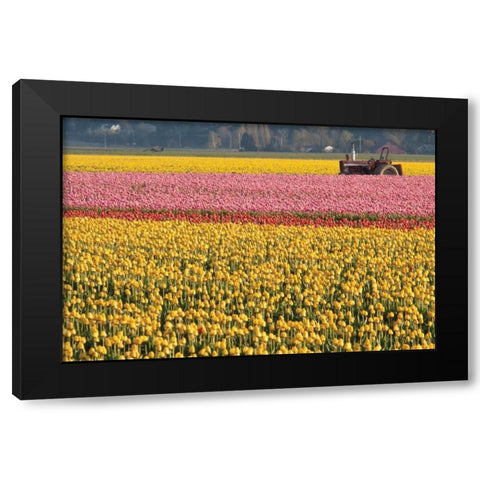 Tractor and Tulips I Black Modern Wood Framed Art Print with Double Matting by Styber, Dana