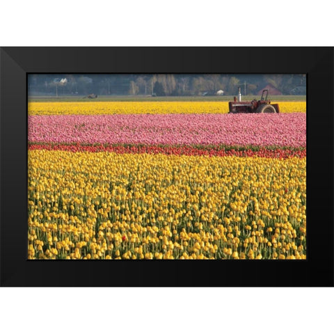 Tractor and Tulips I Black Modern Wood Framed Art Print by Styber, Dana